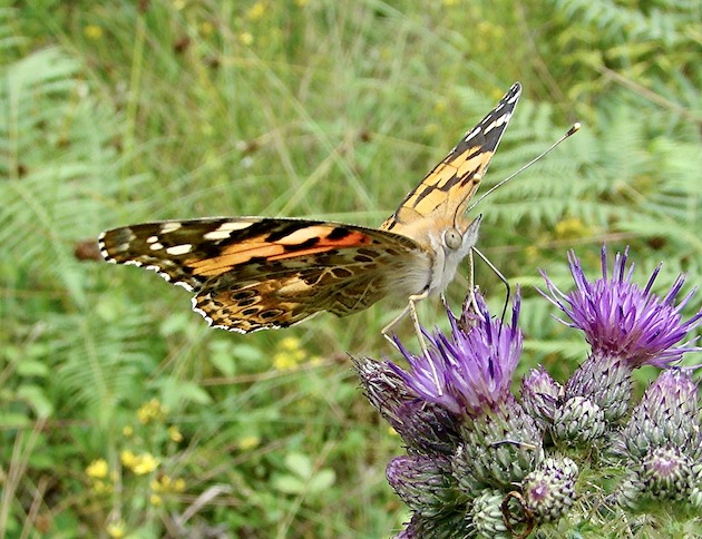 painted lady